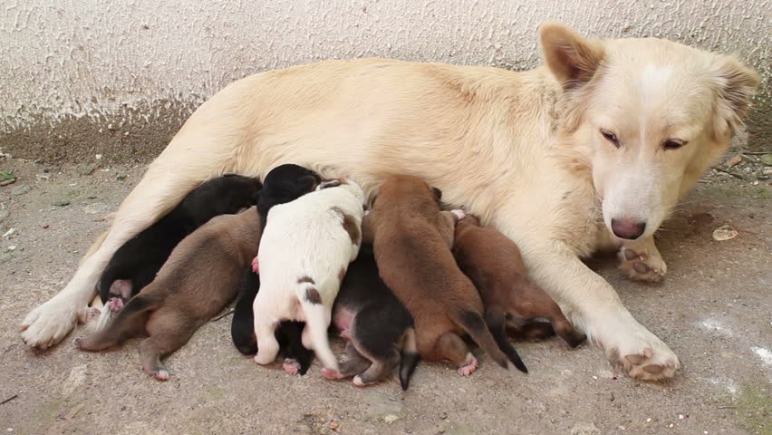 stray dog pups breast feeding. sequence