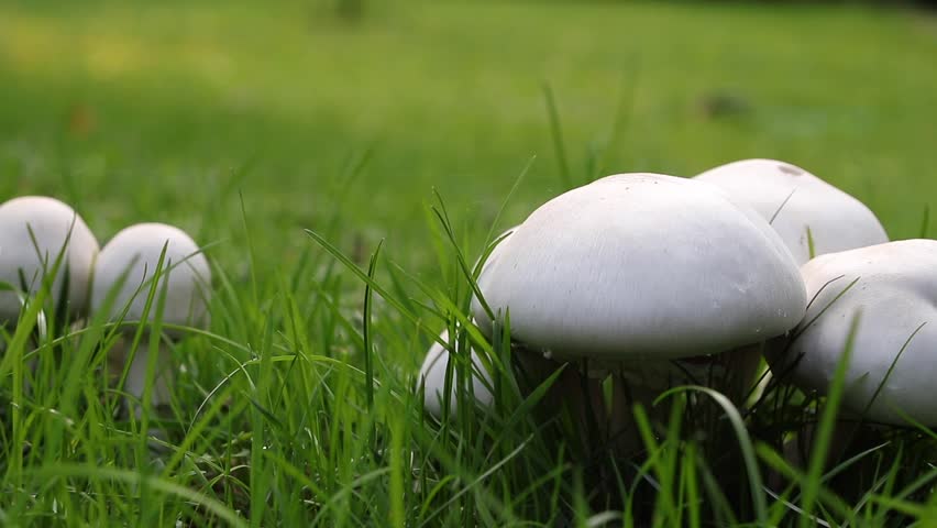 White Mushroom In The Garden Stock Footage Video 100 Royalty Free 31140754 Shutterstock