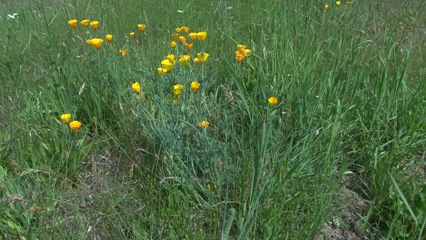 Lush grassy meadow in late springtime/early summer, with California poppies and