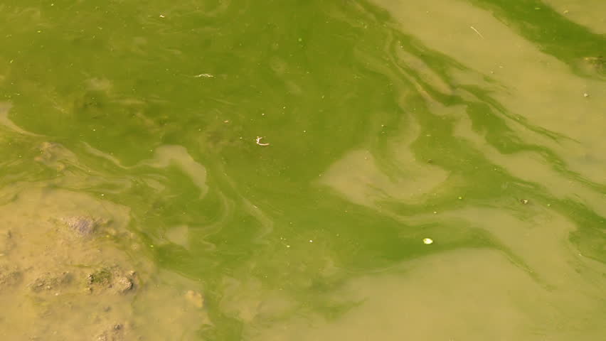 Puddle of Polluted Green Algae Water