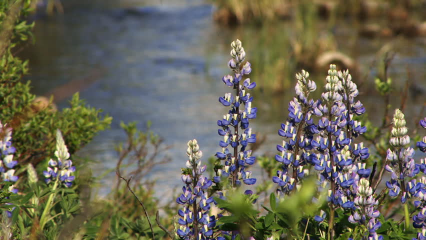 Summer purple/blue lupines with mountain creek in background.