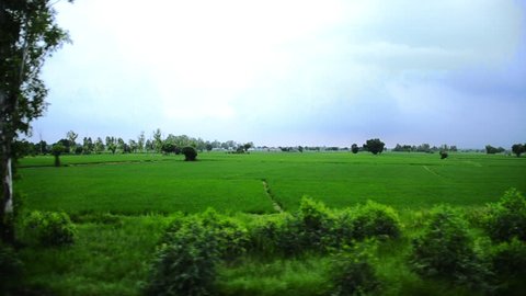 Tracking shot of agricultural fields, Amritsar, Punjab, India