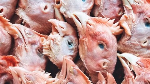 The severed chicken heads lie close to each other. The concept of killing animals and birds. The argument in favor of vegetarianism.