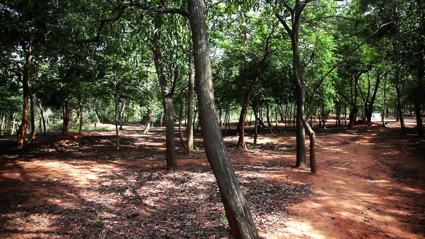 Pan shot of trees at Kambalakonda Park, Visakhapatnam, Andhra Pradesh, India