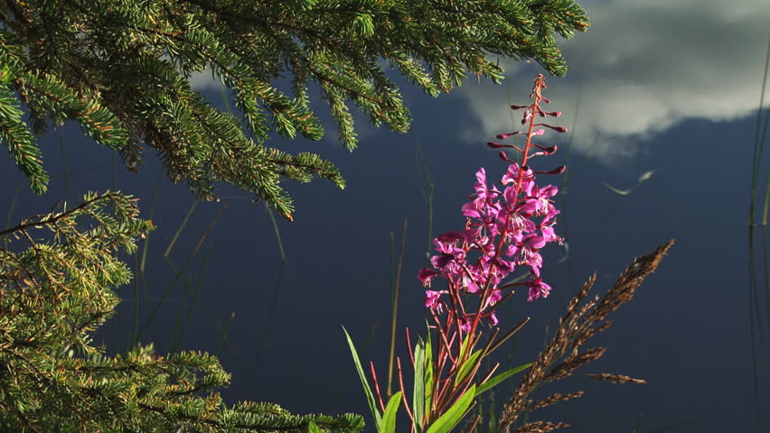 Beautiful fireweed blossom against placid lake water with a spruce tree and