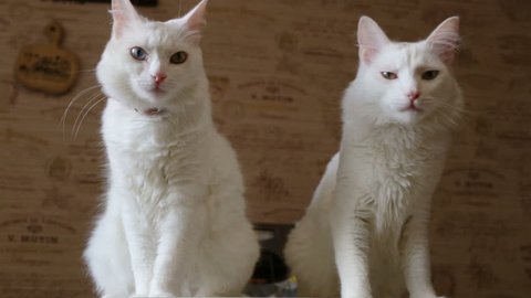 Two white cats with heterochromia are sitting on the table, the view from the bottom up. Indoors, day, natural lighting, medium shot