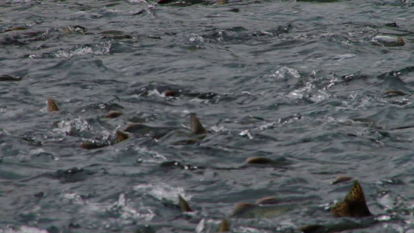 Pink Salmon swimming upstream spawning frenzy pan