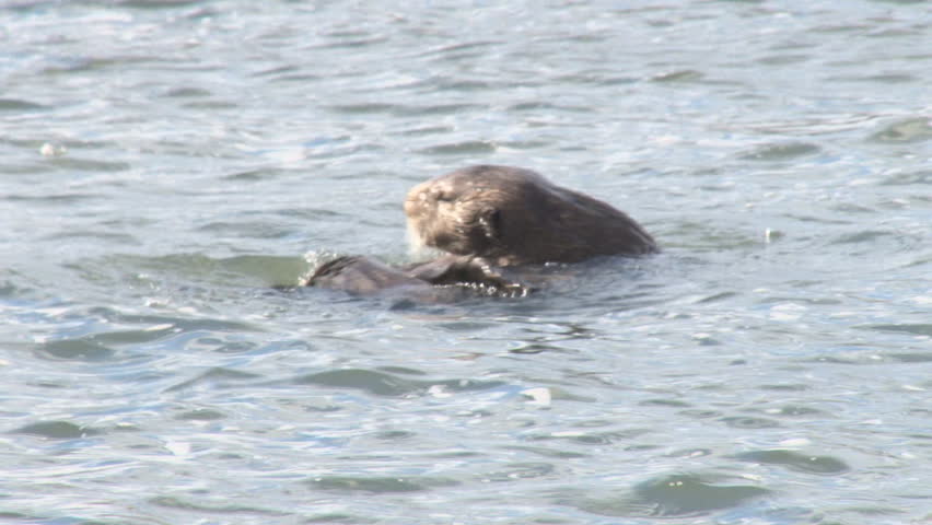 Sea otter rolling in water to aerate its fur.