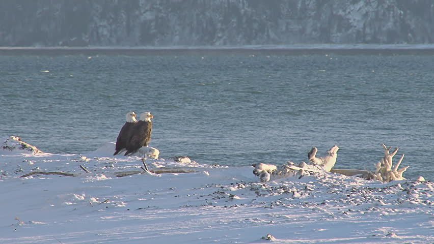A pair of bald eagles sitting on a snow-covered log on an icy beach, looking out