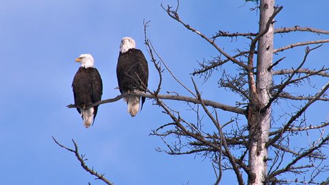 Pair of Bald Eagles in a Dead Tree
