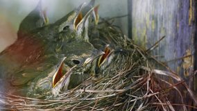 Some young thrush chicks sleep, while others are awake in nest against background of wall of an old wooden village house. (av41433c)