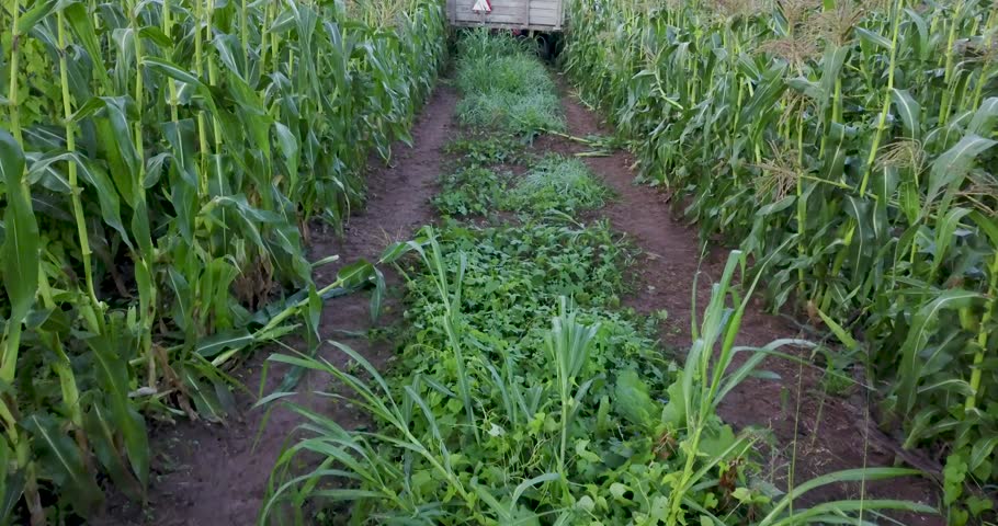 Camera moves in through cornstalks to a wagon being pulled by a tractor and rises to fly over wagon and tractor.