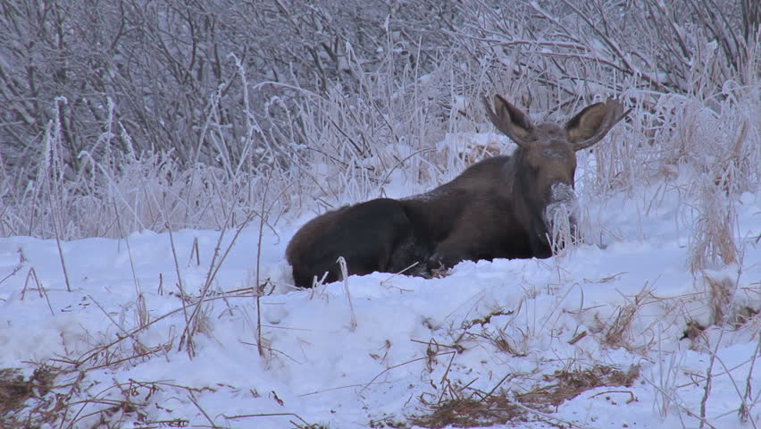 Moose Resting in Snow Reverse Zoom