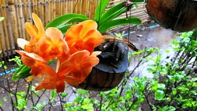 Close Up Orange Vanda Orchid in the Coir with Rain Drop (Orange Orchid, Asian Five Petals Flower look like Animal Face) Majorly found in Southeast Asia and Subtropical Regions, 4K Video Footage Clip