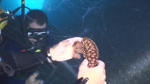 sea cucumber spreads underwater spawning scuba diver touch it