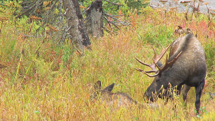 Moose in Rut