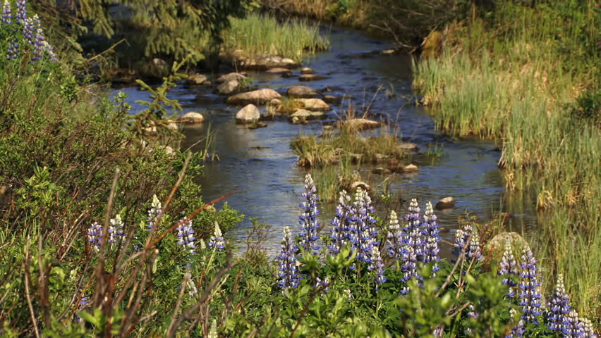 Summer purple/blue lupines with mountain creek in background in evening light.
