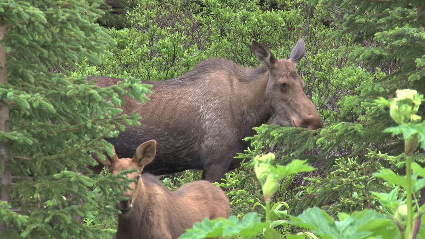Moose Mother and Calf