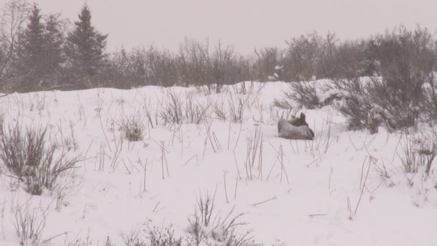 Cow moose bedded down in snow during light snowfall.