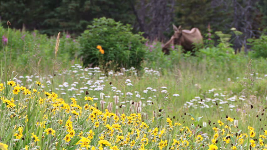 Moose Standing by Wildflower Meadow rack focus