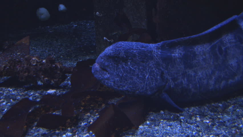 Close head-shot of a rather stern looking moray eel in an aquarium.
