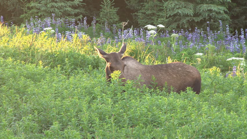 Moose Munching in the Morning