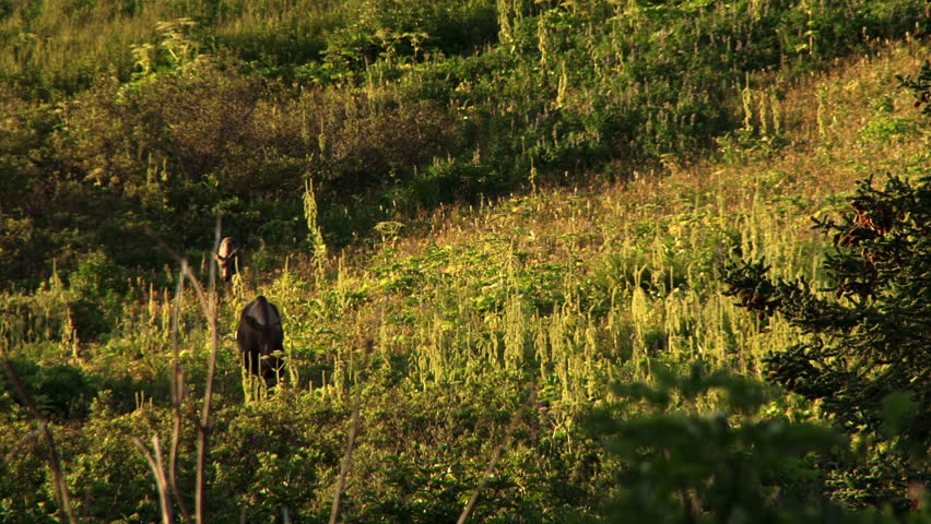 Moose calf follows her mother along the flank of a wildflower-strewn ridge in