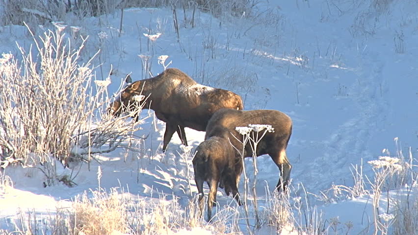 Moose Rut Wintertime Mating Drama