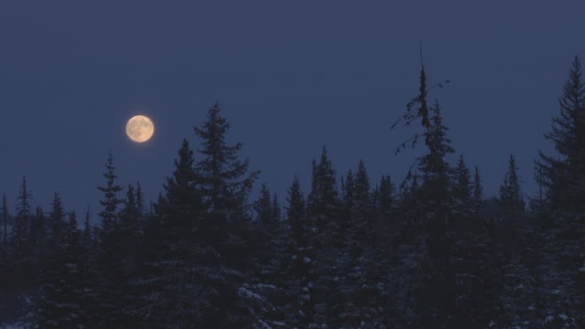 Full moon (or very nearly so) in December, rising very fast over snowy spruce