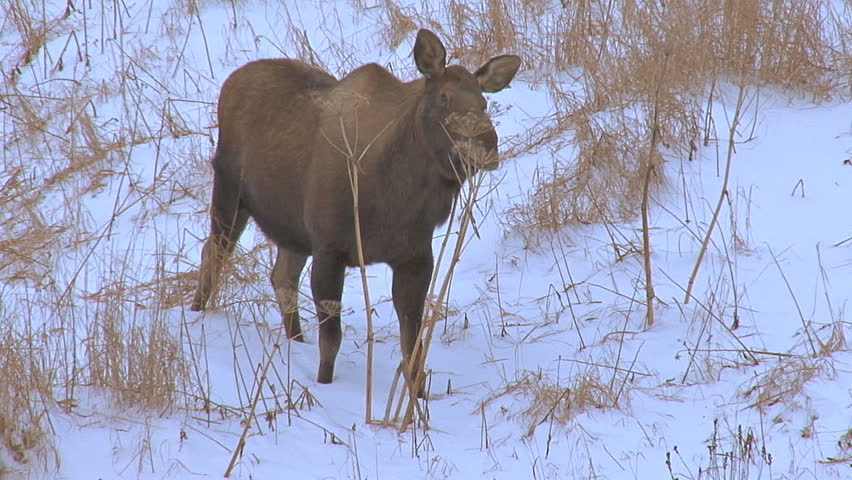 Moose Browsing on Pushki Stalks in Evening