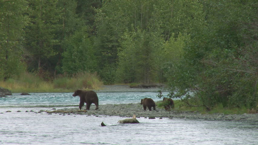 Mother brown bear (grizzly) on shores of the Kenai River, scanning for