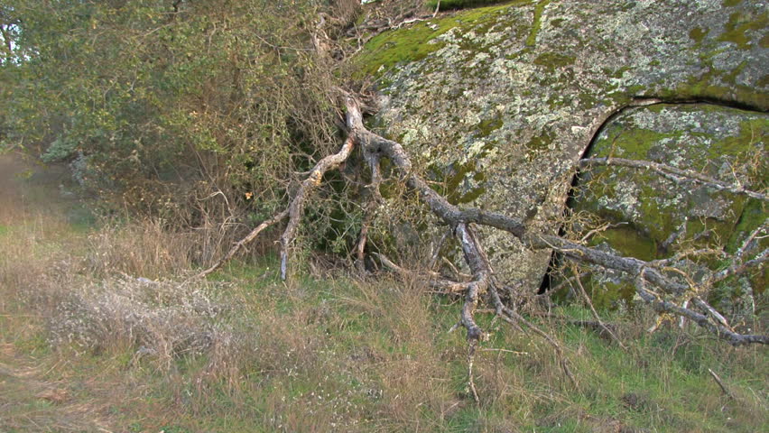 Tilt up from strange twisting tree roots over a moss-encrusted granite boulder