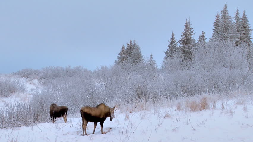 Cow and calf moose on a snowy slope.