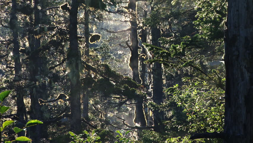 An enchanted morning in an Alaskan forest near Whittier. Steaming tree trunks