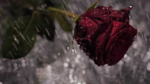 Night shot of dark red rose under rain. Water drops falling onto glossy surface with flower on it.