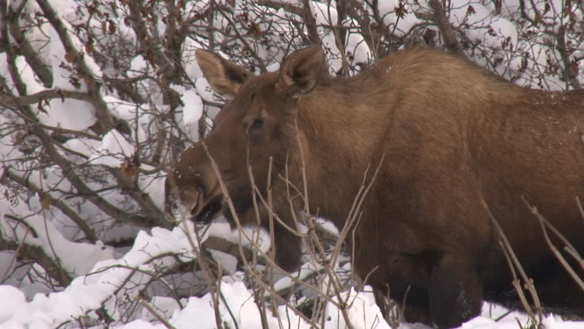 Cow moose browsing on willow near alders in the snow. Close shot.