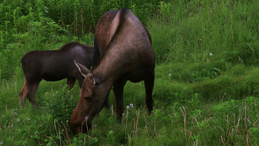 Late in an Alaskan summer's evening, a moose calf attends her mother as they