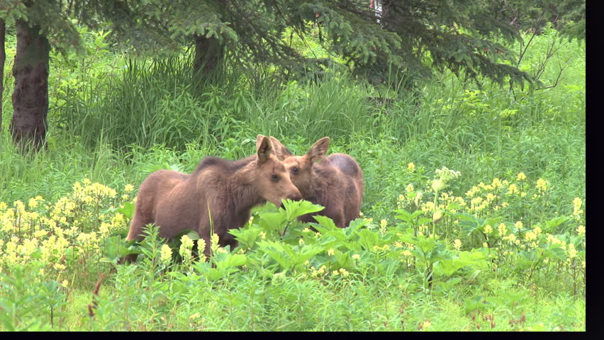 Moose Calves Munching