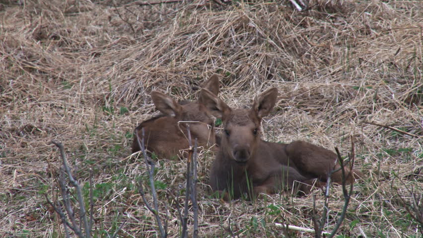 A pair of tiny moose calves bedded down.