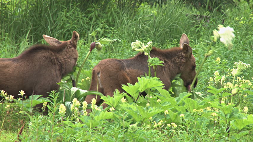 A pair of moose younglings eating pushki at the forest verge.