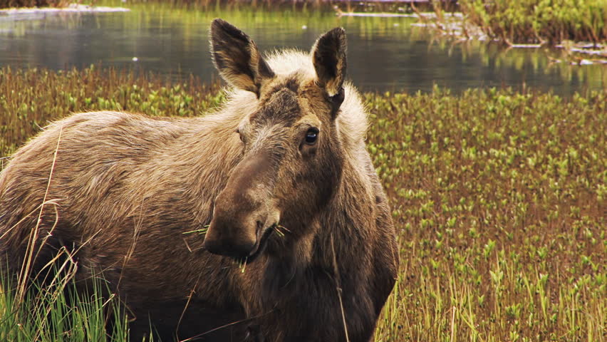 Close shot of moose in the marshy muskeg of Alaska, chomping contentedly on