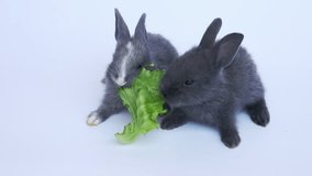 Lovely twenty days rabbits eating vegetable on white background