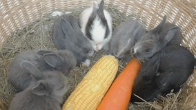 Lovely twenty days baby rabbit eating vegetable in a hay nest