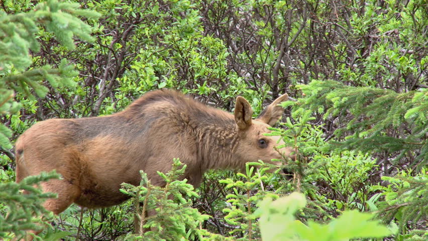 A pair of moose calves in the forest browsing for food.