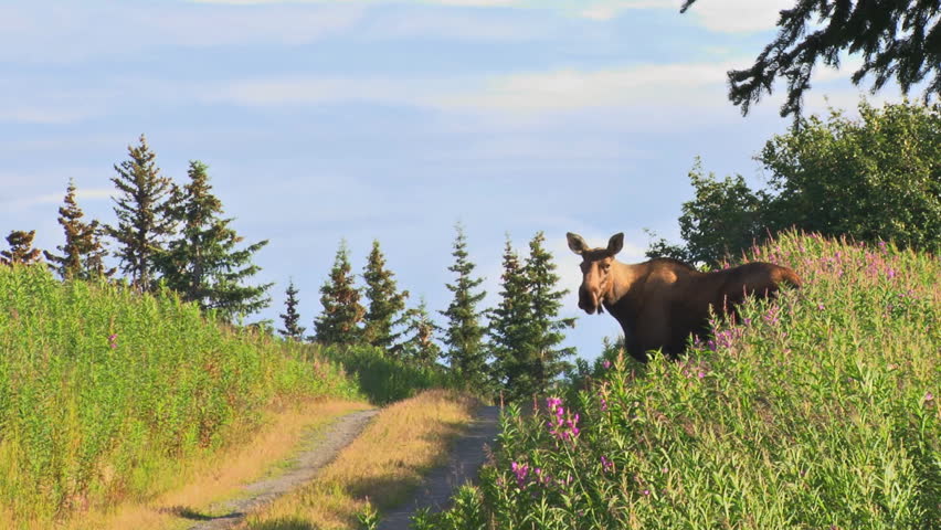 Moose Calf and Cow Crossing the Road