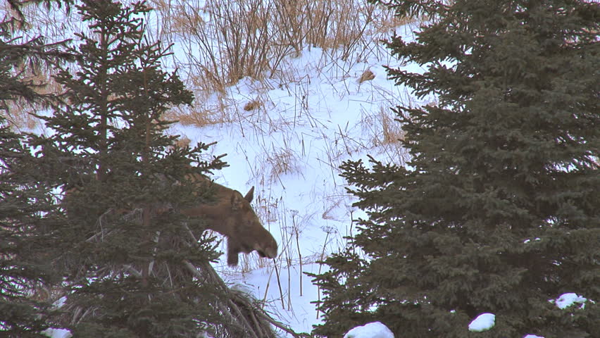 Moose browsing behind two trees, looks up.