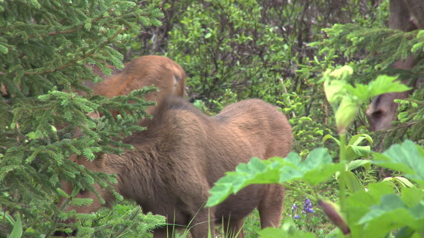Moose Calf Browsing and Becoming Alert