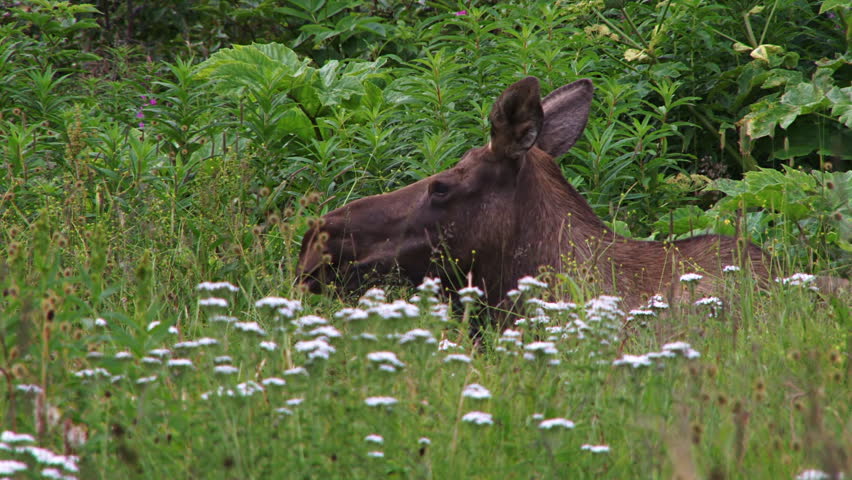 Moose cow hunkering down for the night in a wildflower meadow, with yarrow in