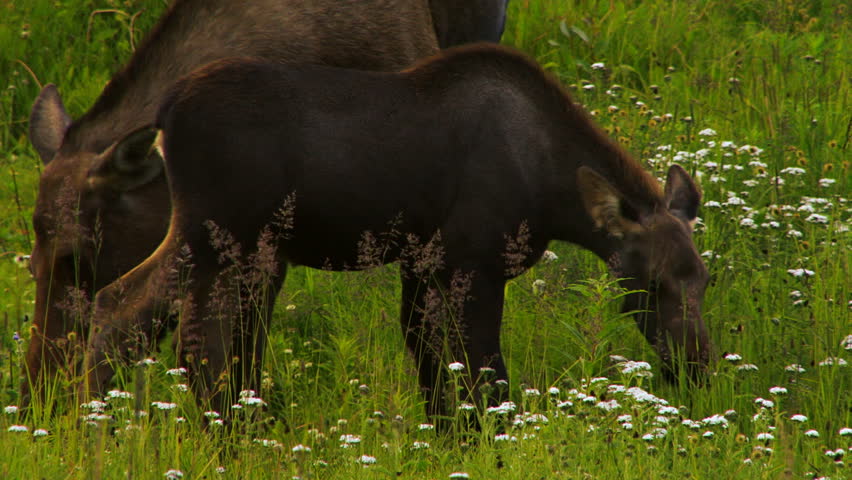 Moose mother accompanied by calf in a meadow while browsing in the evening.