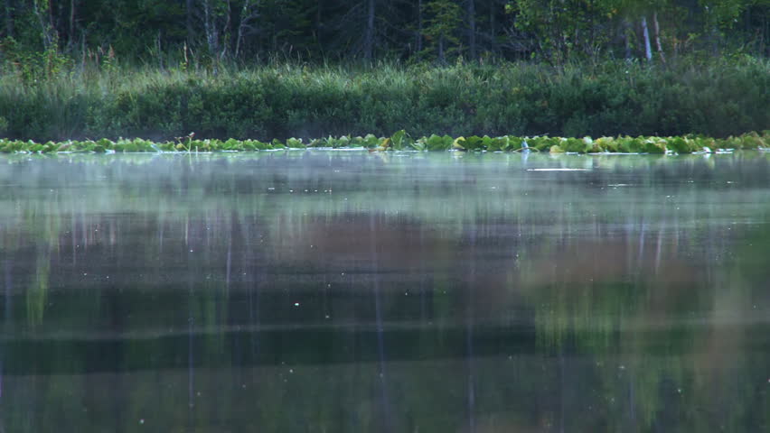 Late evening dusky light over a smooth Alaskan forest lake with lily pads,
